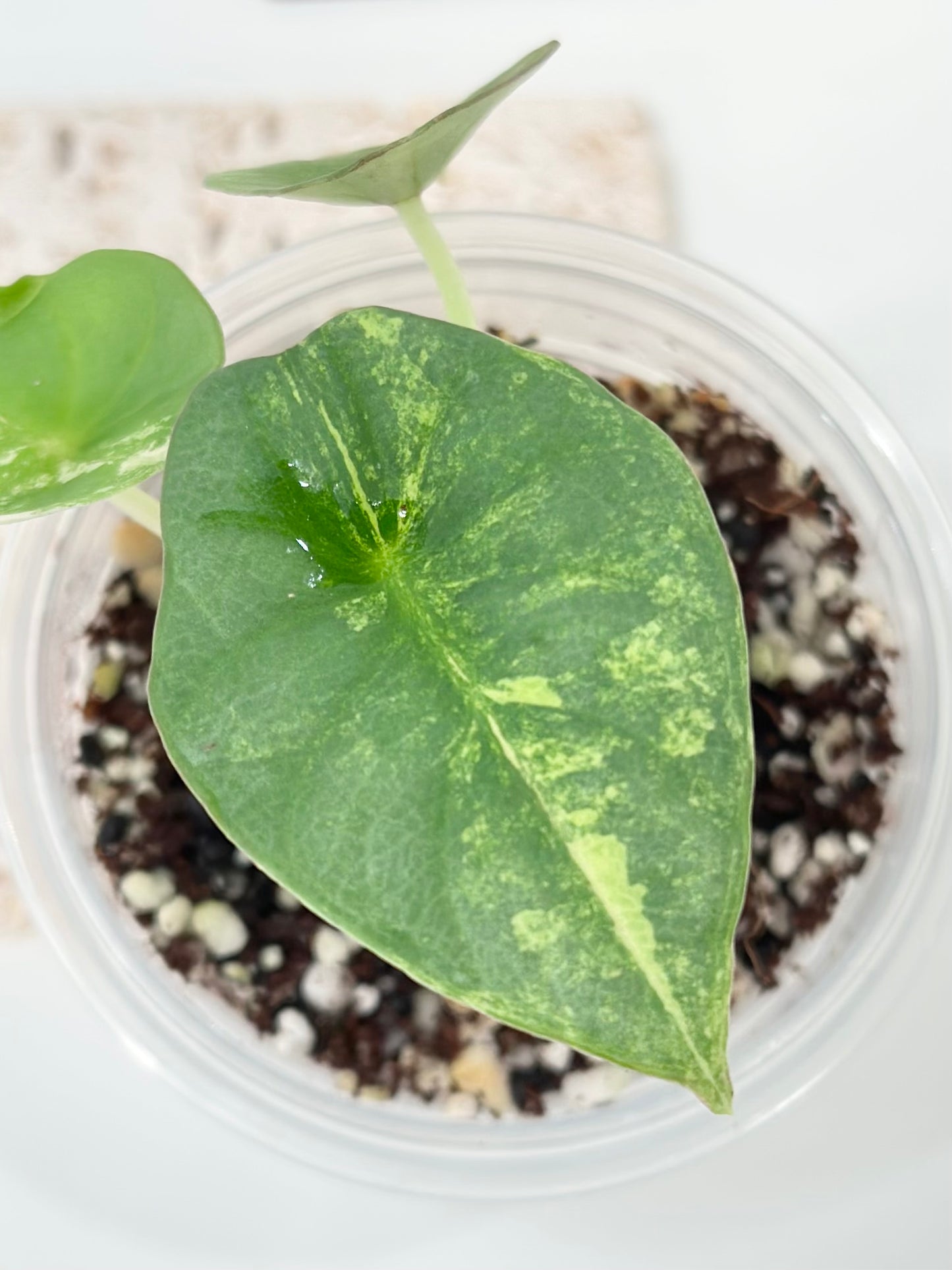 Alocasia Nebula Variegated - aurea