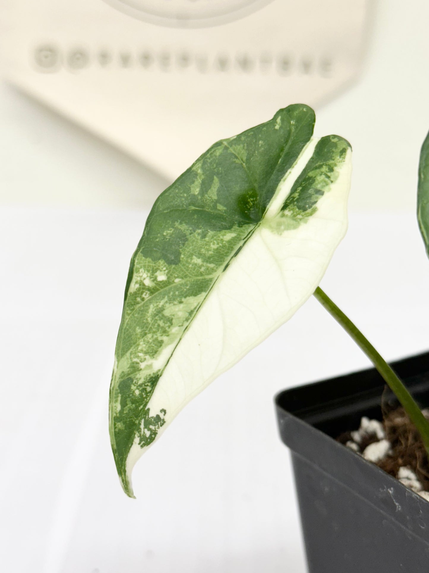 Alocasia Simpo Variegated - albo