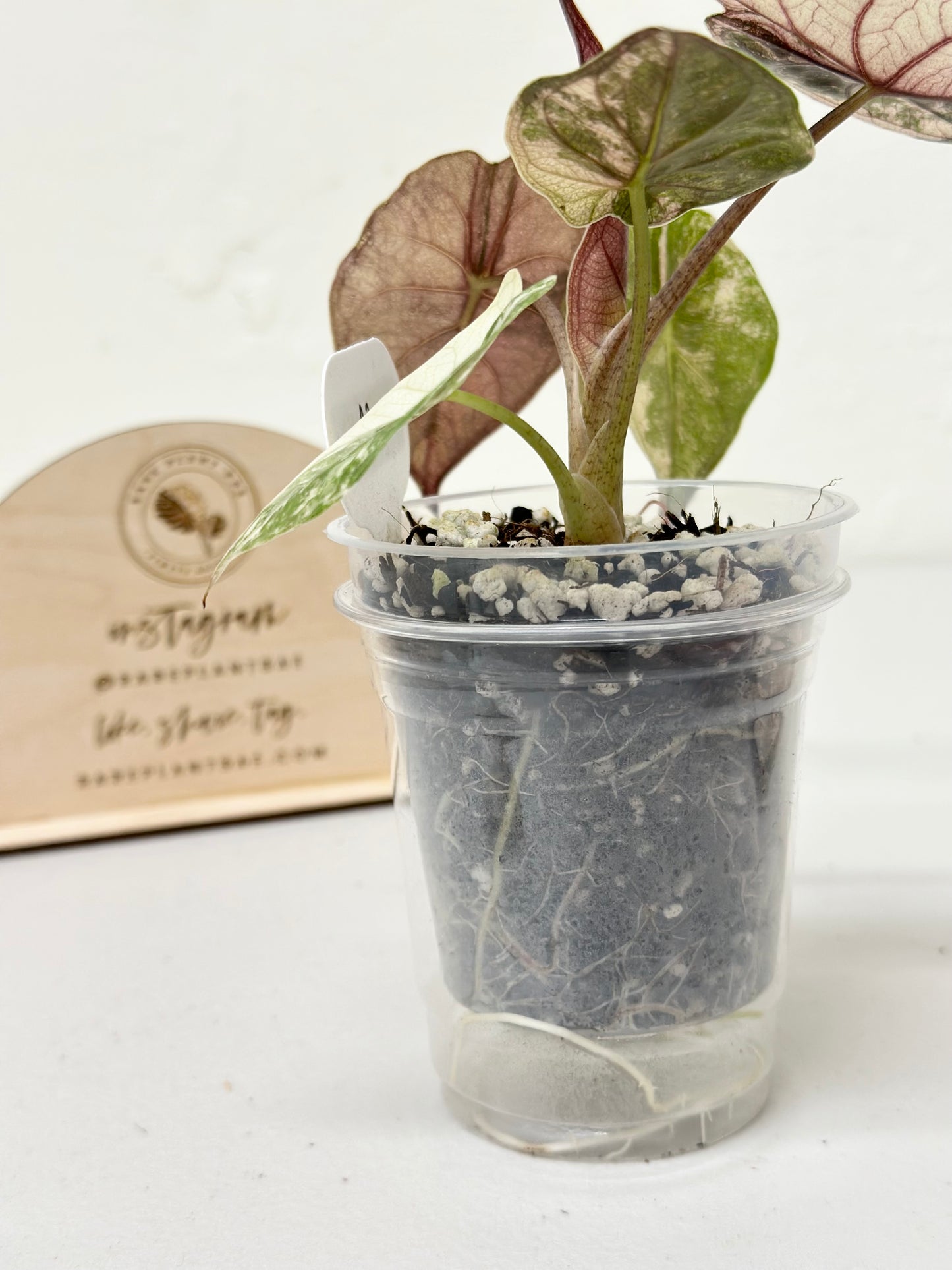 Alocasia Wentii variegated - pink/ albo (A3)