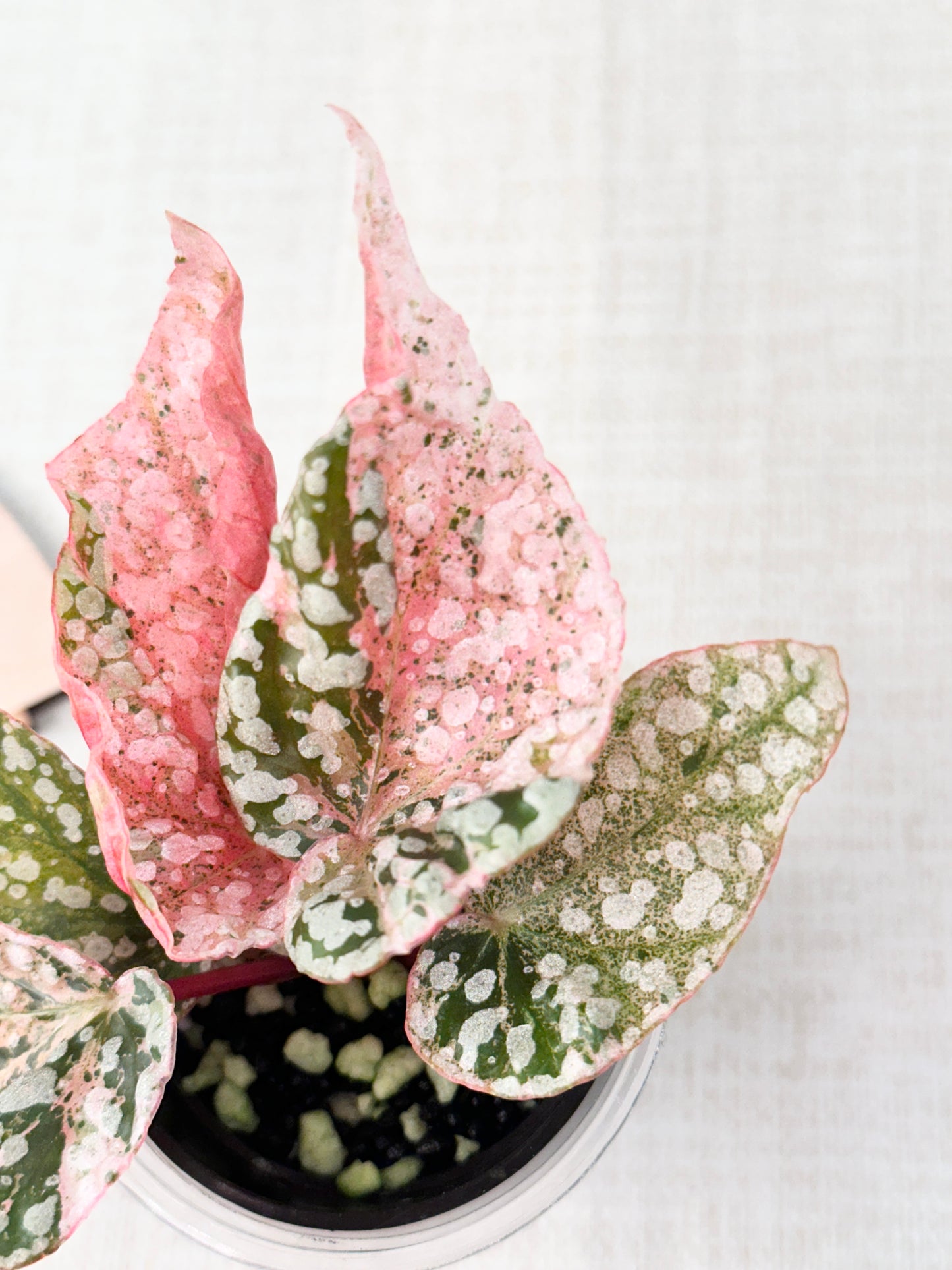 Begonia "Snow Capped" variegated