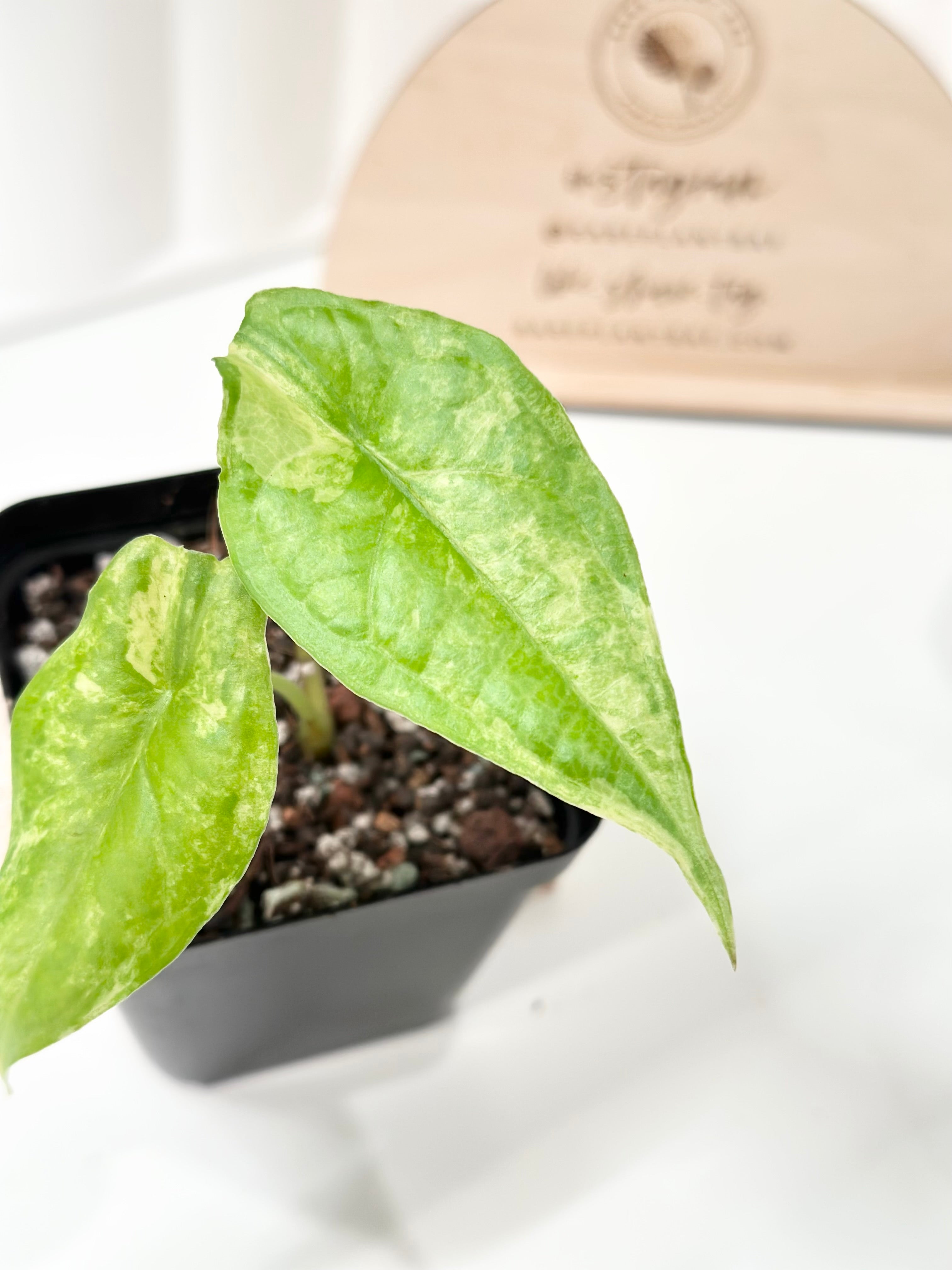 Alocasia Dragon's Breath Variegated - aurea – Rare Plant Bae