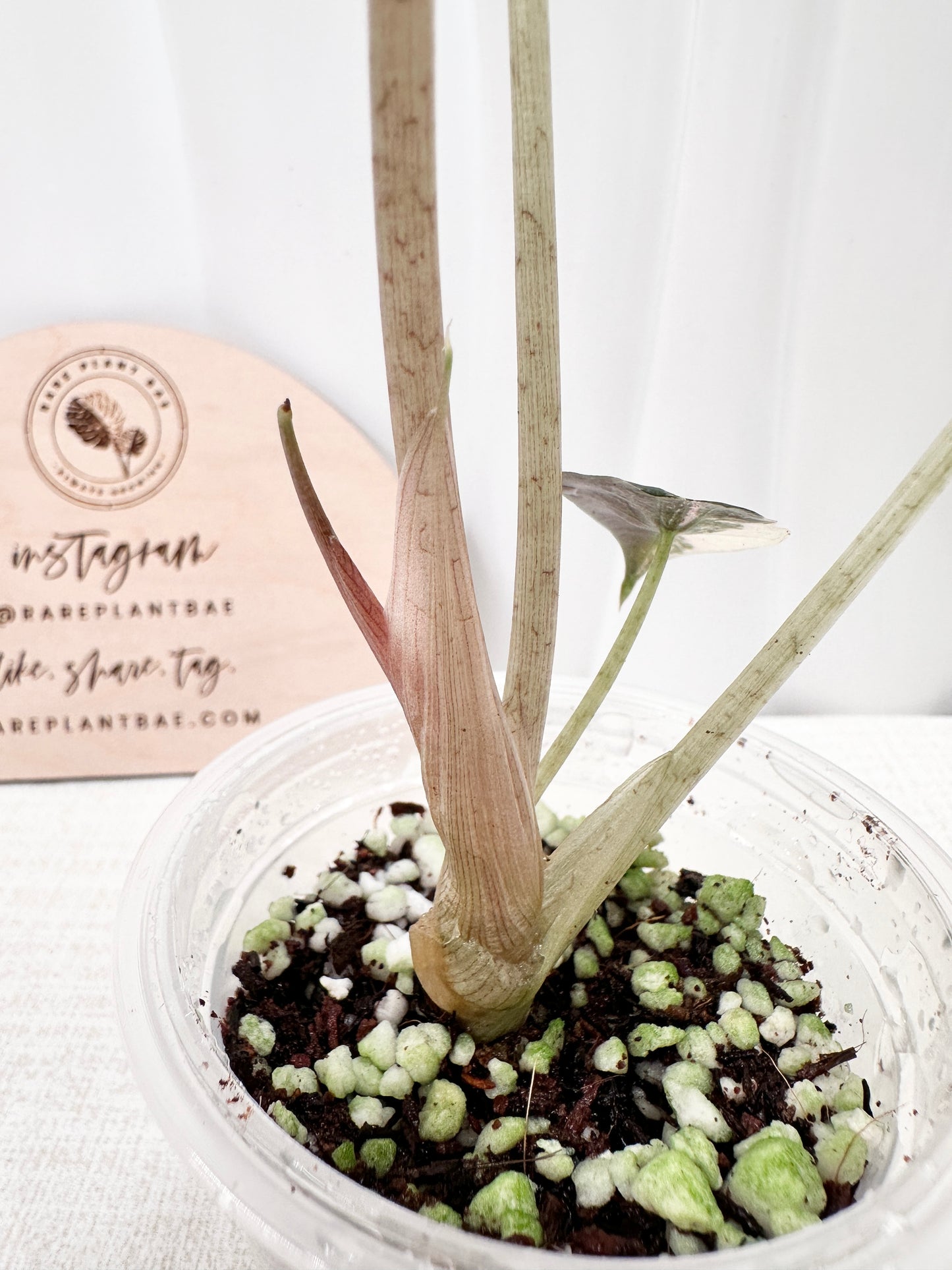 Alocasia Polly variegated - Pink