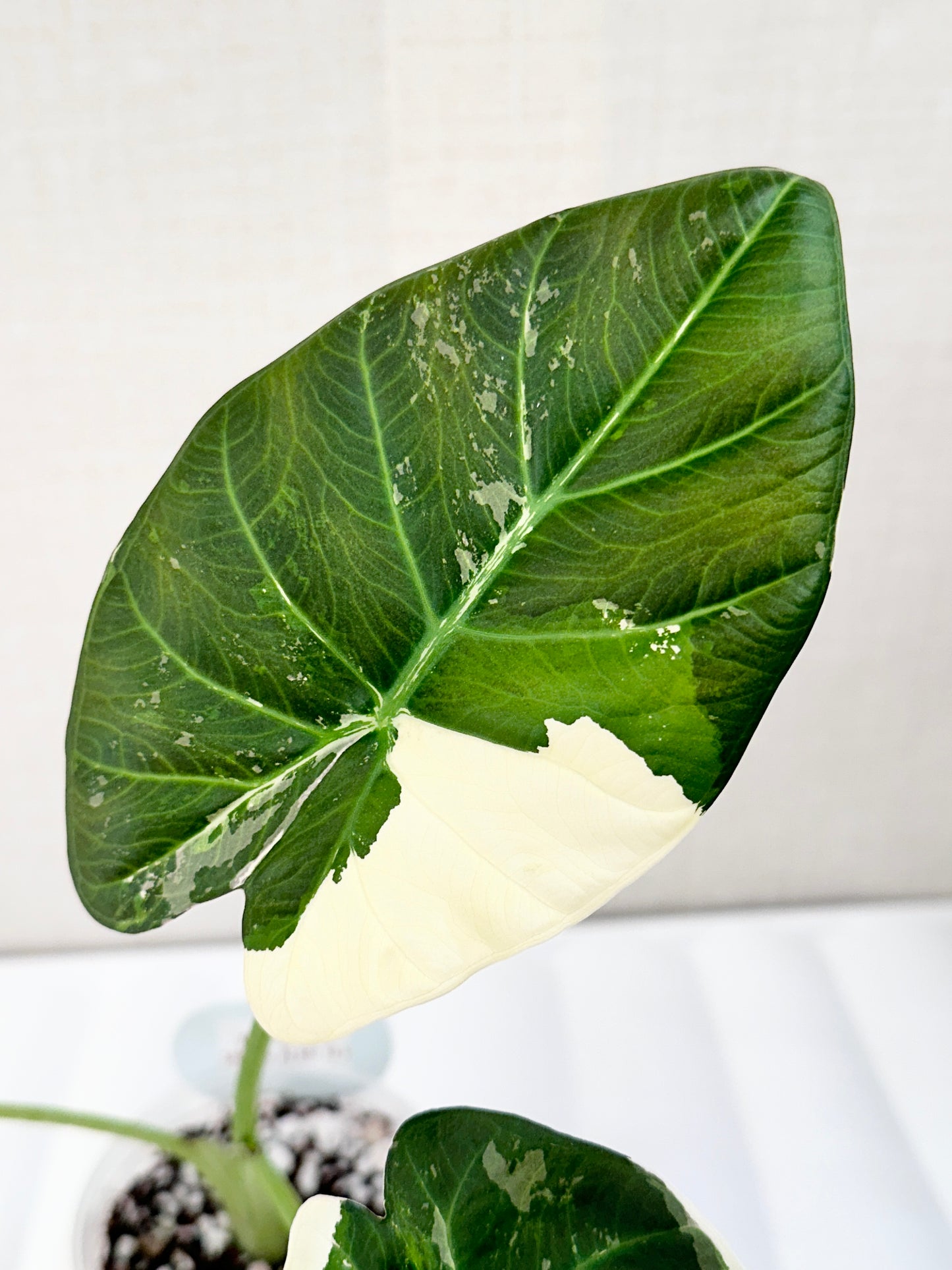 Alocasia Regal Shield Variegated - Albo