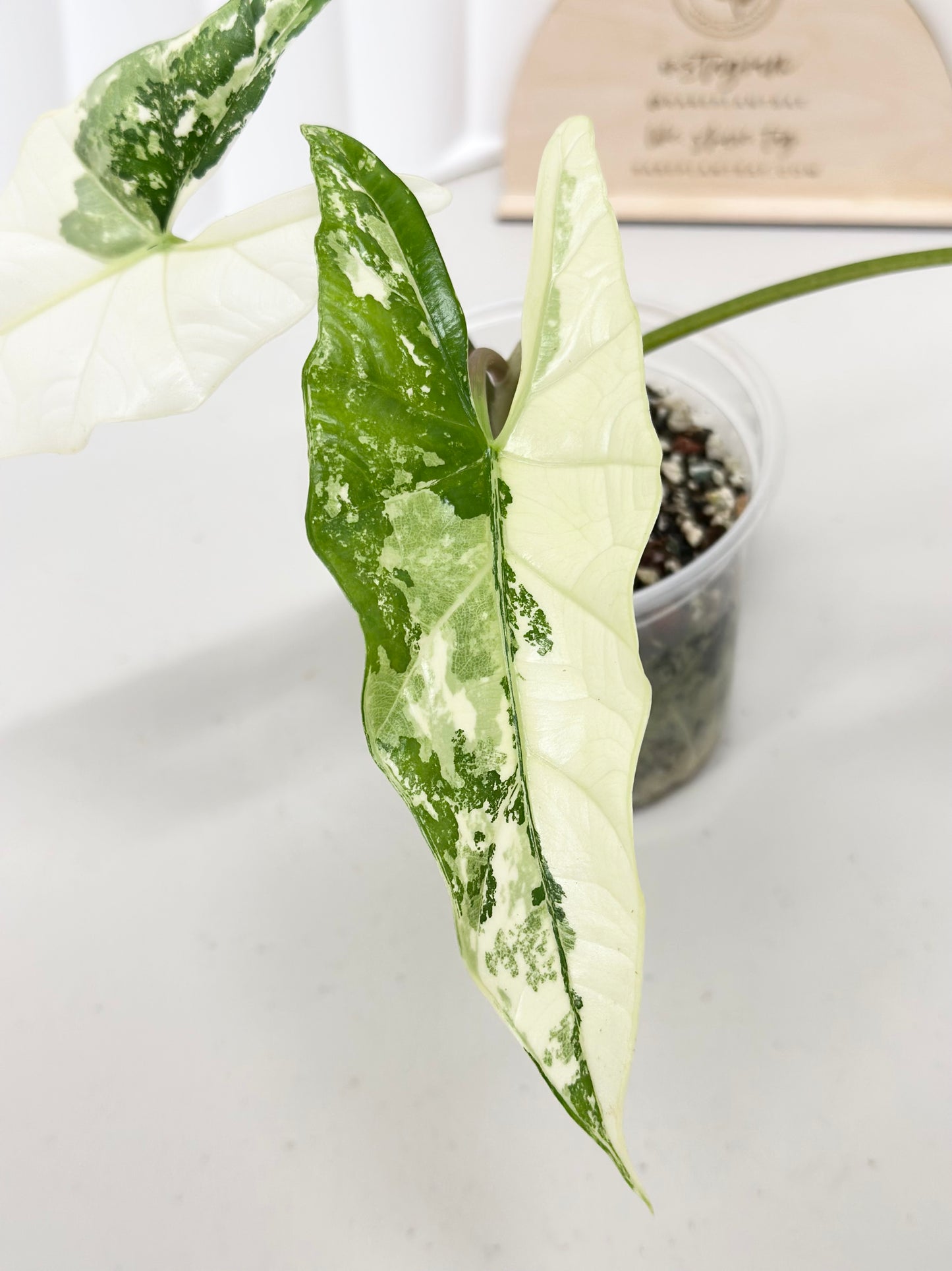 Alocasia Simpo Variegated - albo