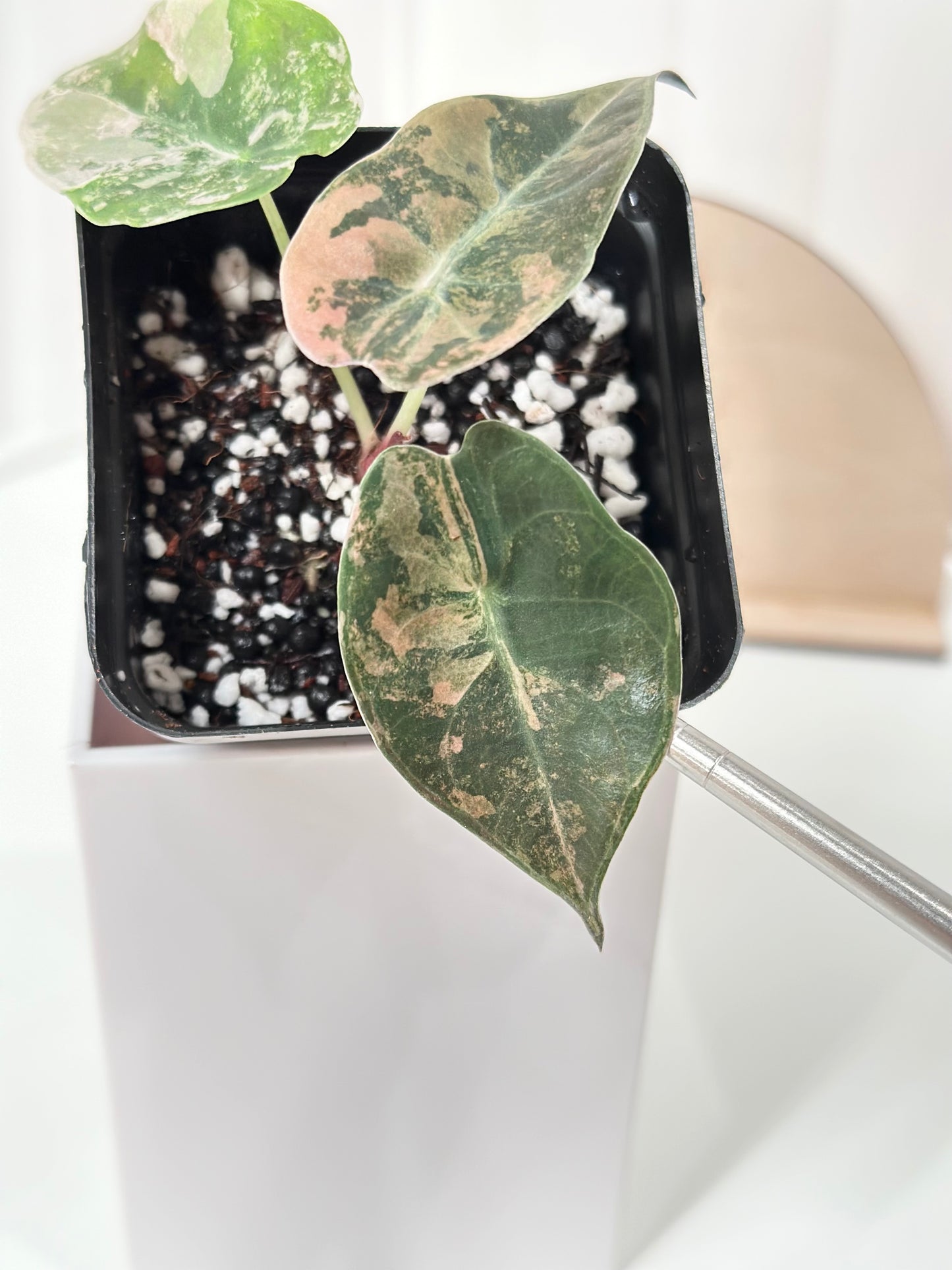 Alocasia Sedenii variegated - aurea
