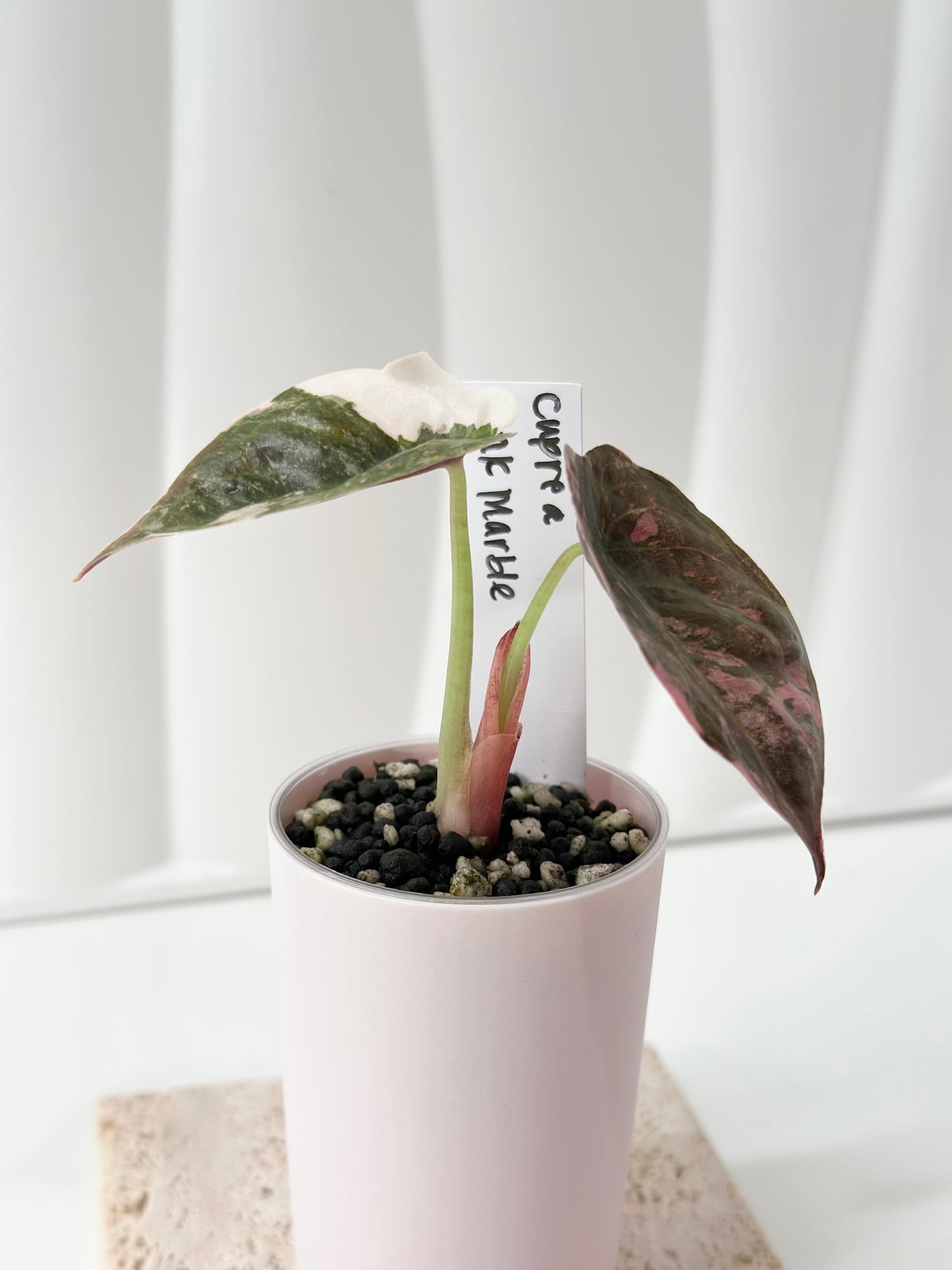 Alocasia Cuprea Variegated - pink marble