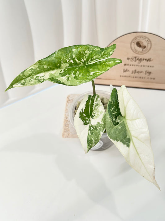 Alocasia Simpo Variegated - albo