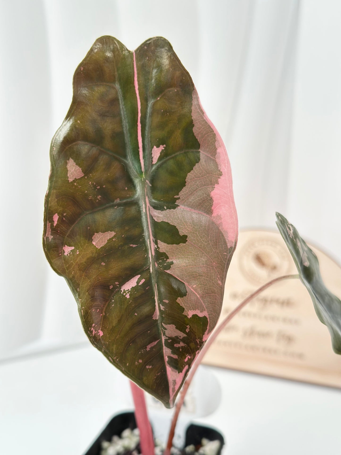 Alocasia Chantrieri Variegated - pink