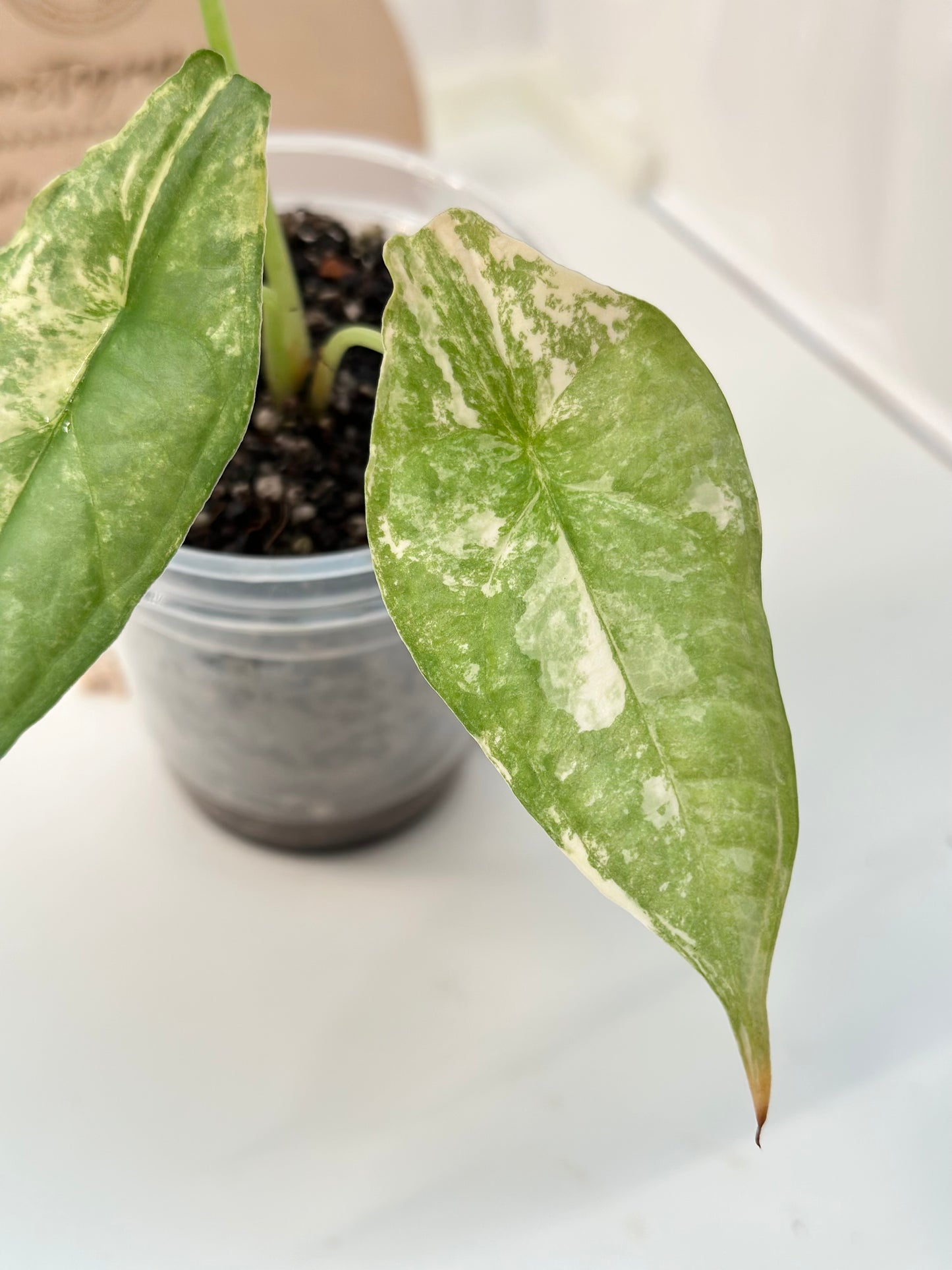 Alocasia Dragon's Breath Variegated - aurea