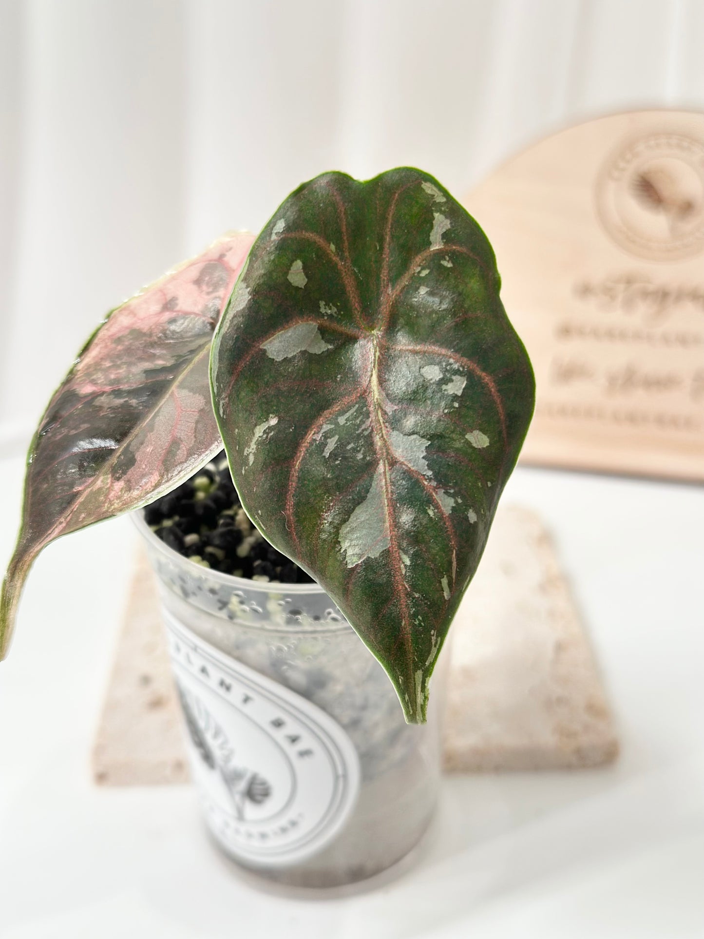 Alocasia Azlanii variegated - albo/pink