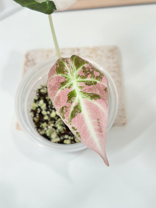 Alocasia Black Velvet Variegated - pink/albo