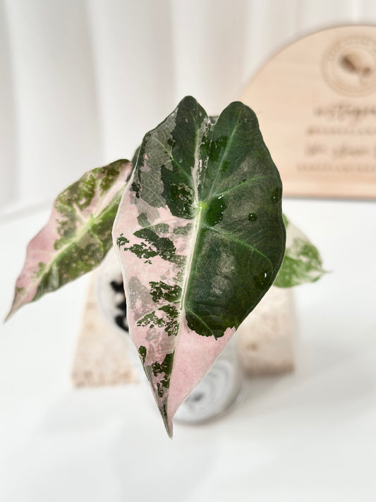 Alocasia Polly variegated - Pink