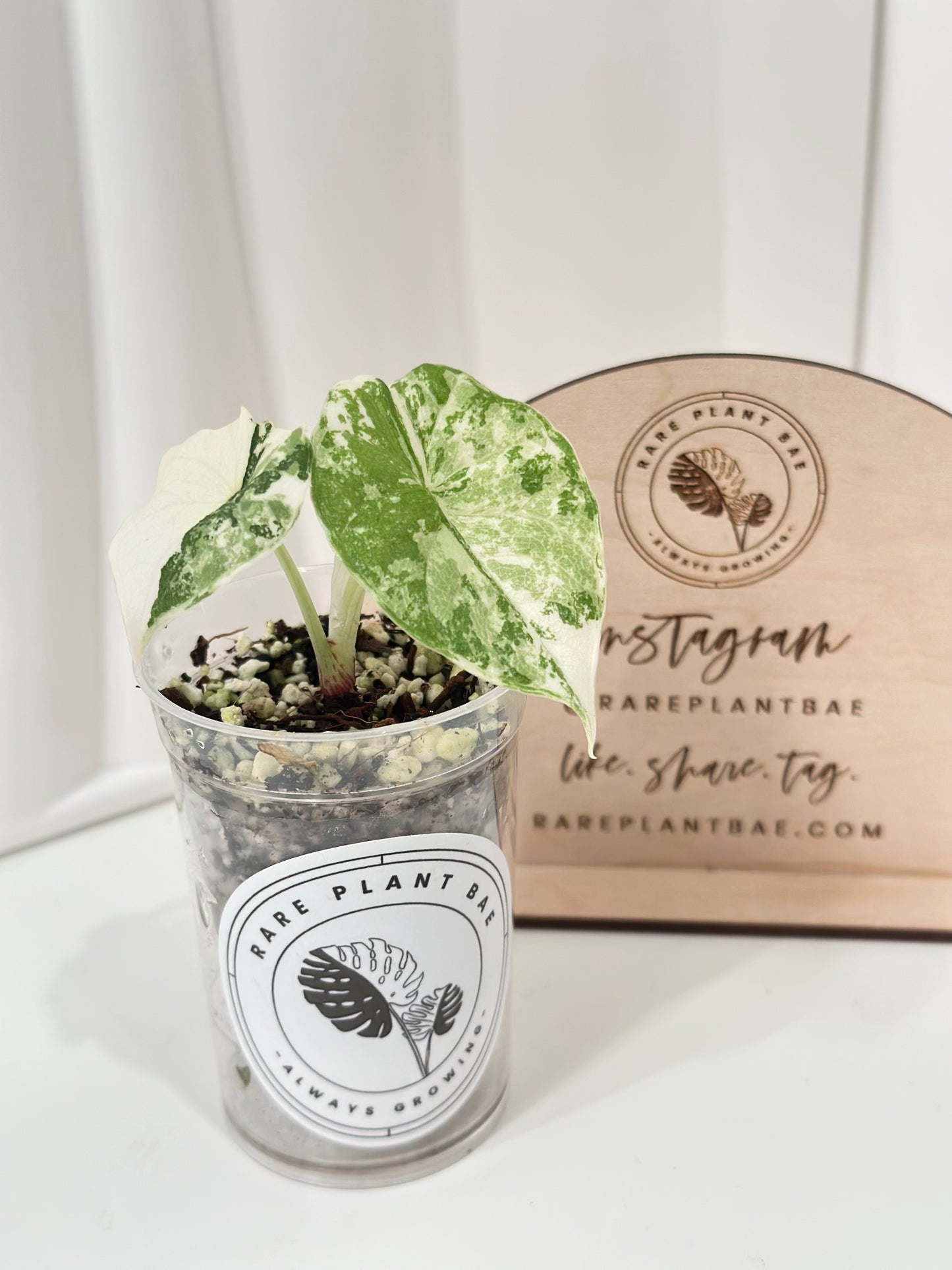 Alocasia Melo variegated - albo