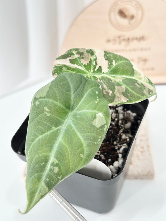 Alocasia Maharani variegated - albo