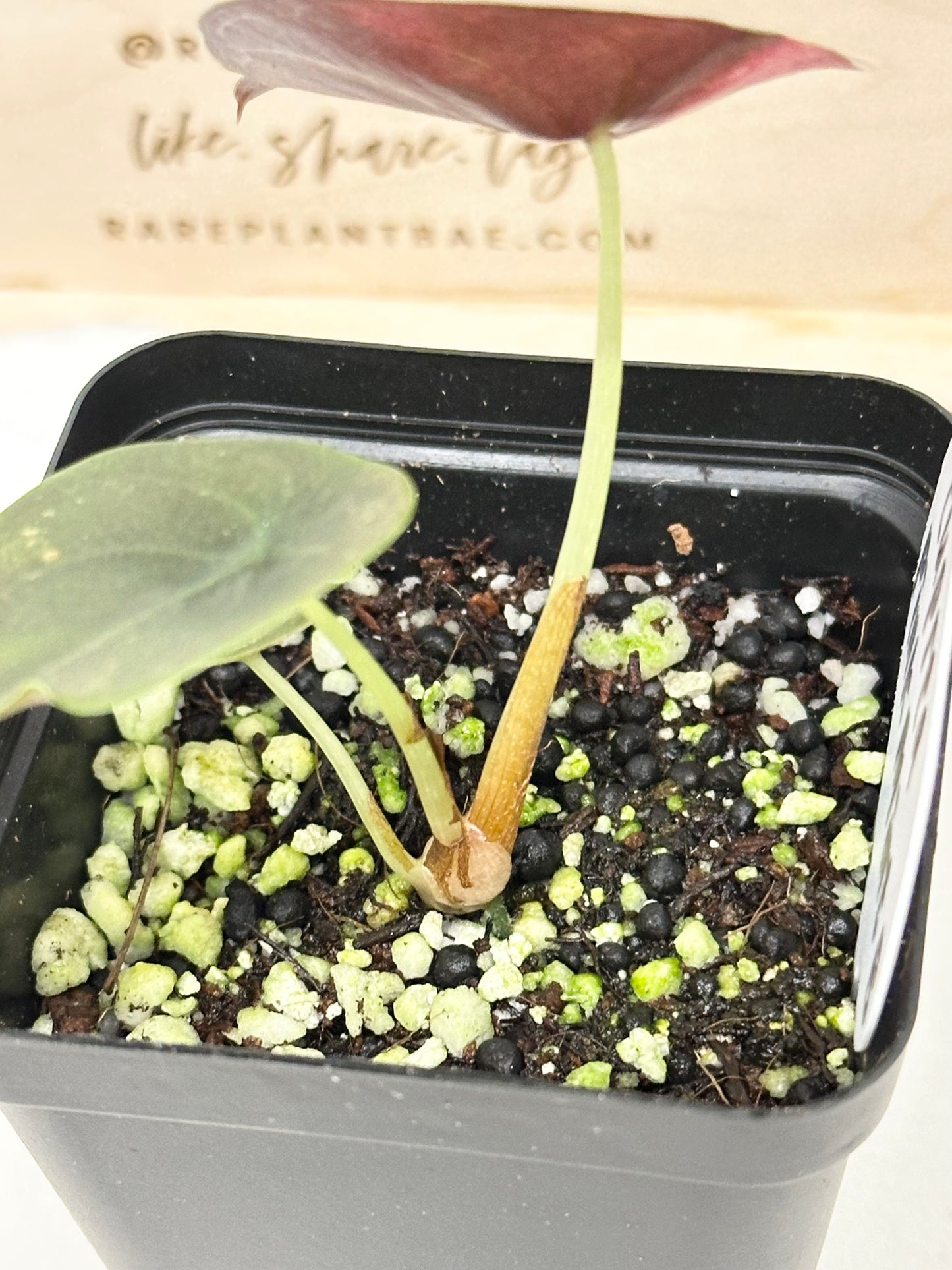 Alocasia Cuprea Variegated - pink/mint