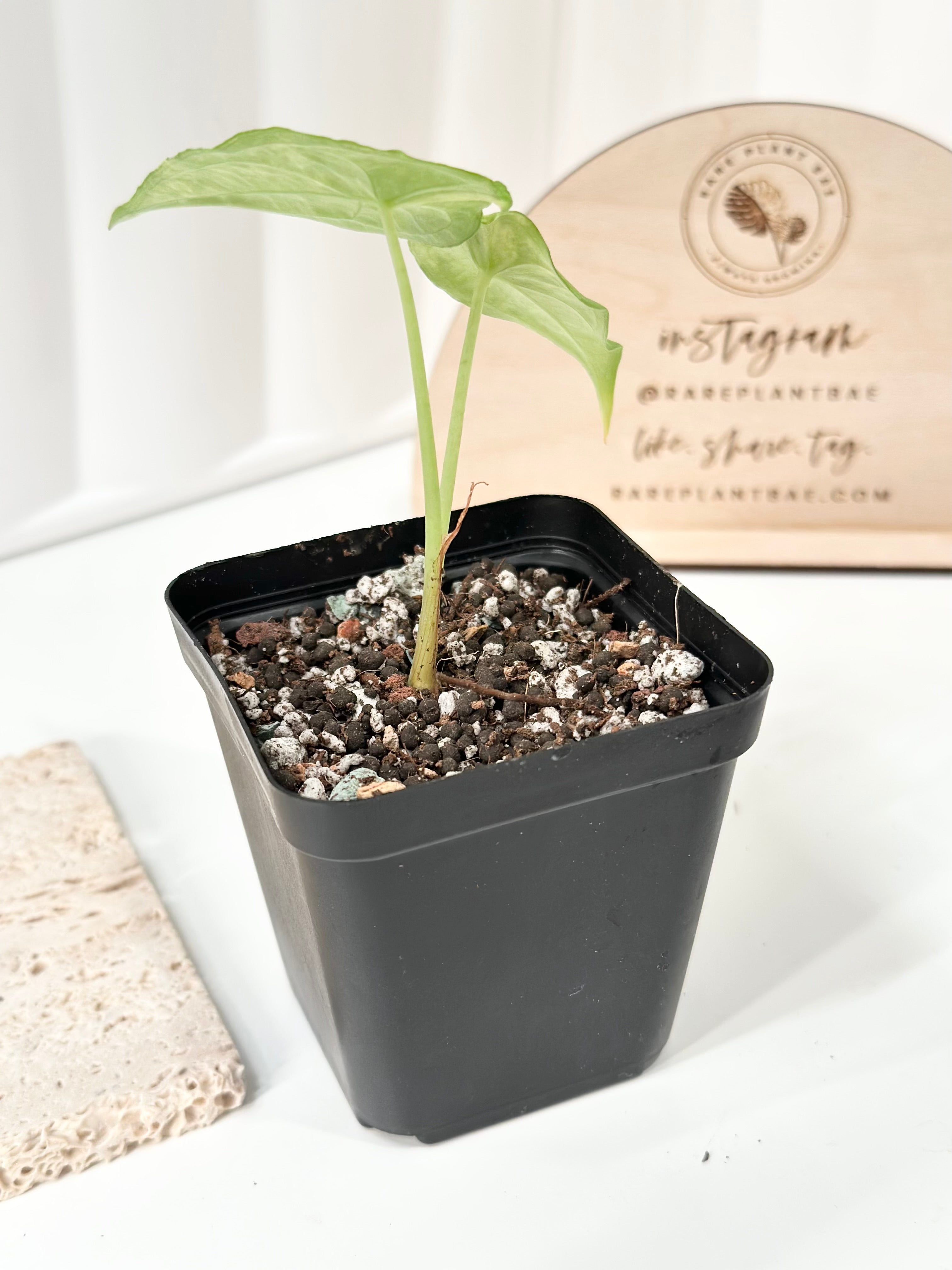 Alocasia Dragon's Breath Variegated - aurea – Rare Plant Bae