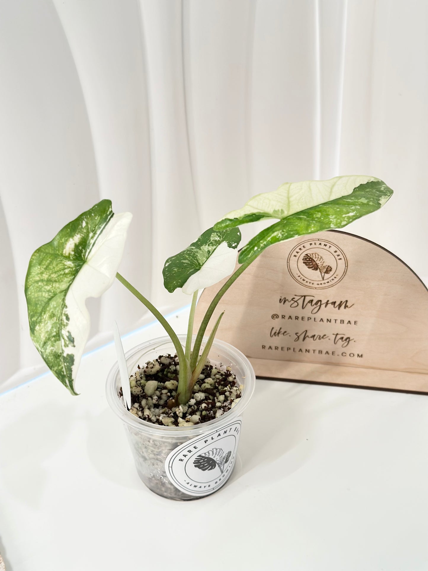 Alocasia Simpo Variegated - albo