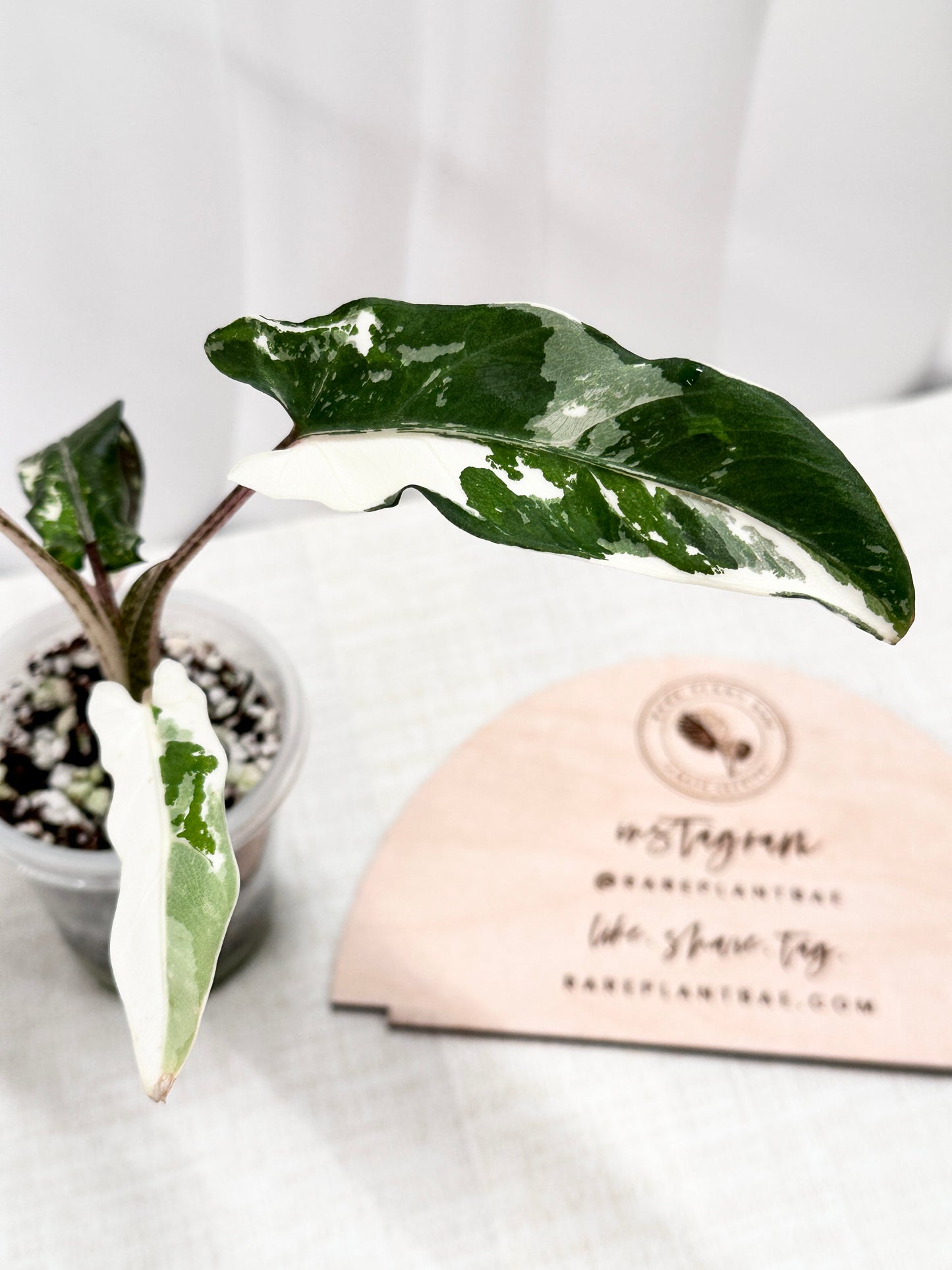 Alocasia Lauterbachiana variegated - albo