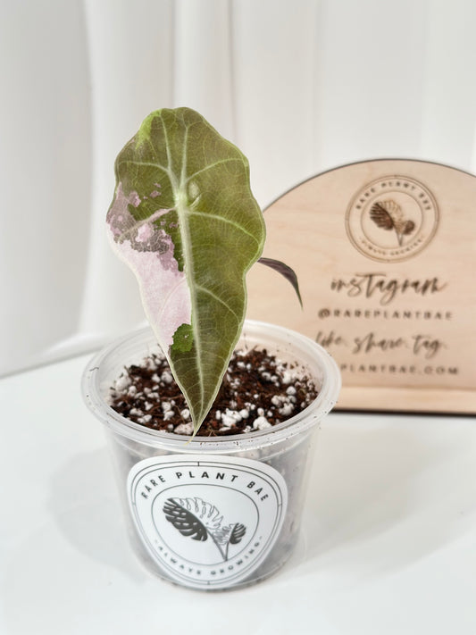 Alocasia Amazonica variegated - pink/albo (true US version)