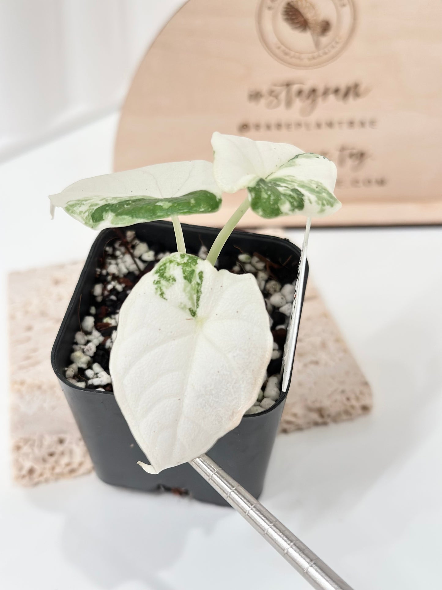 Alocasia Melo variegated - albo