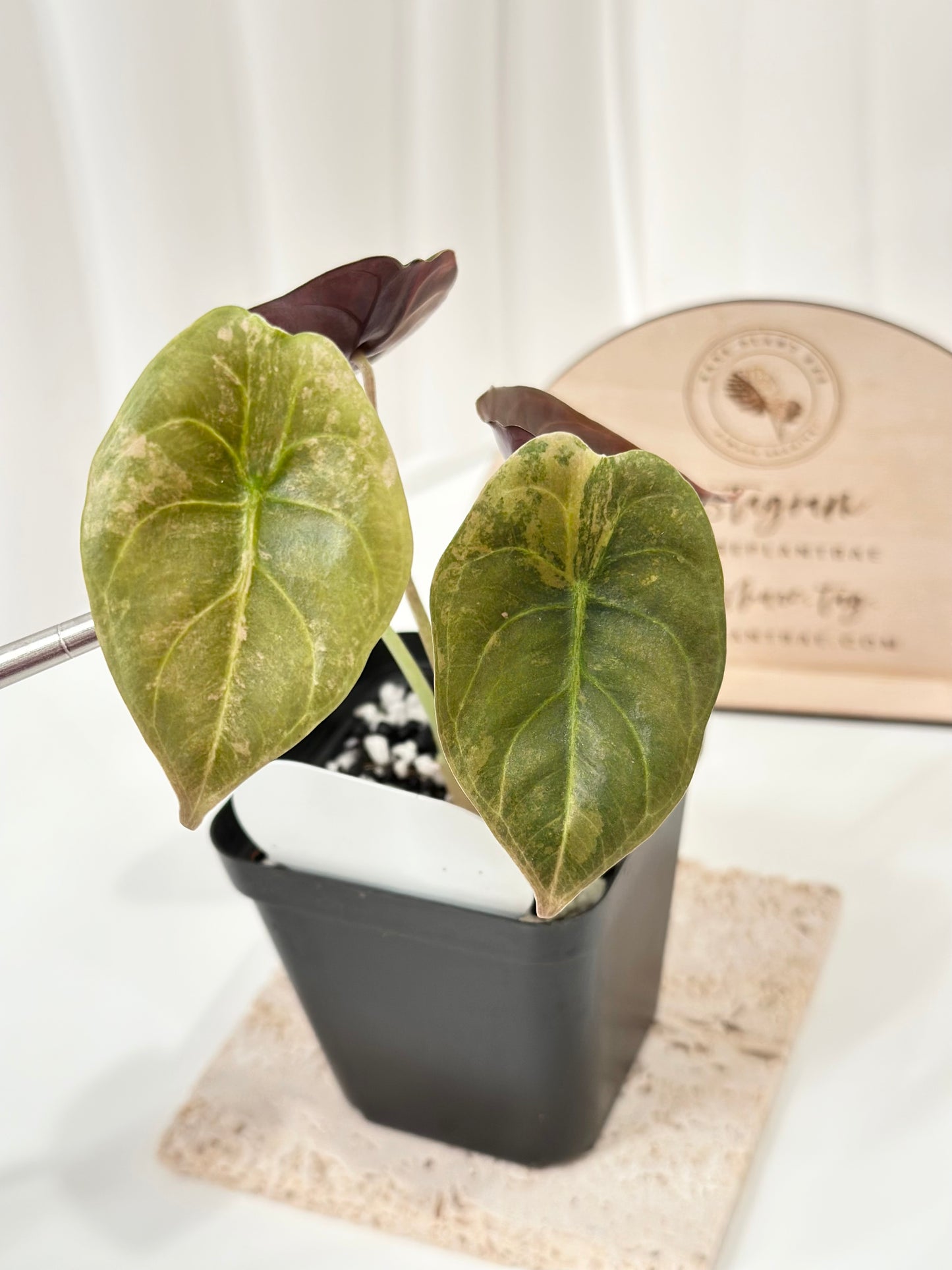 Alocasia Cuprea variegated - "gold latte"/ aurea