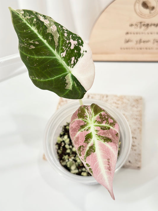 Alocasia Black Velvet Variegated - pink/albo