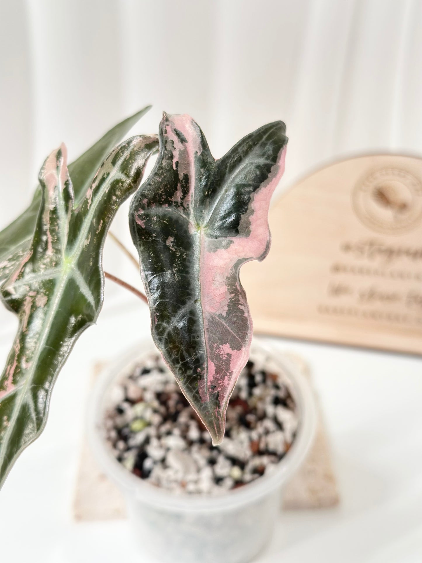 Alocasia Sanderiana "Nobilis K" Variegated - pink