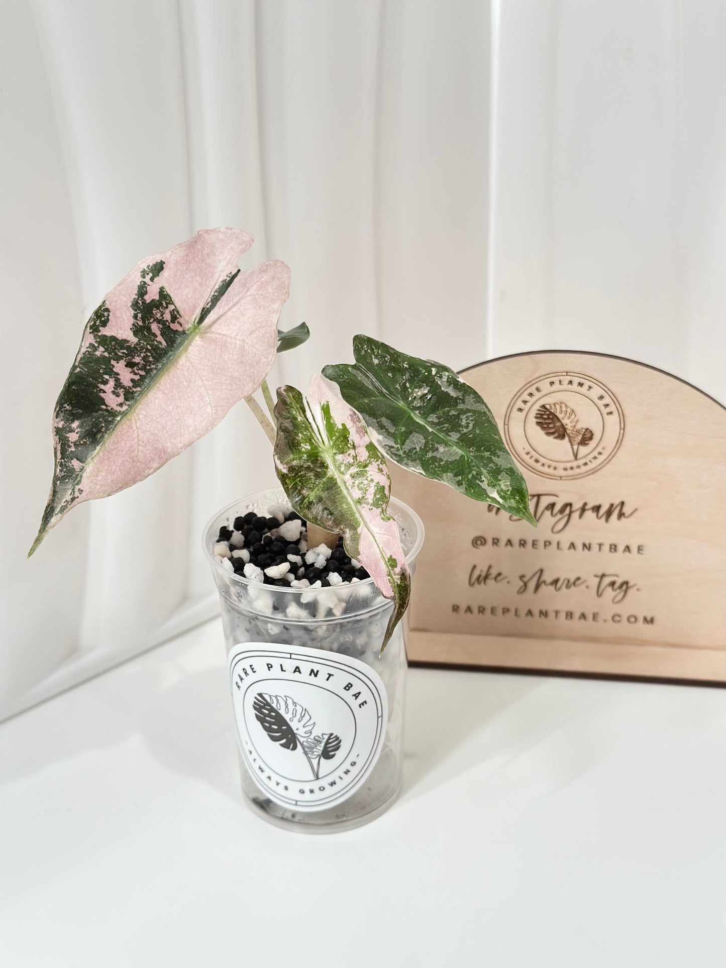 Alocasia Polly variegated - Pink