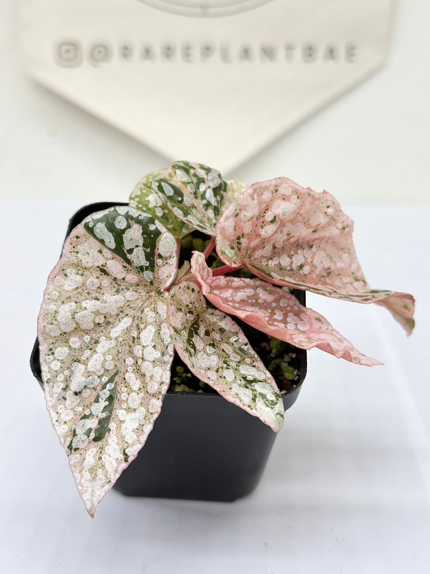 Begonia "Snow Capped" variegated