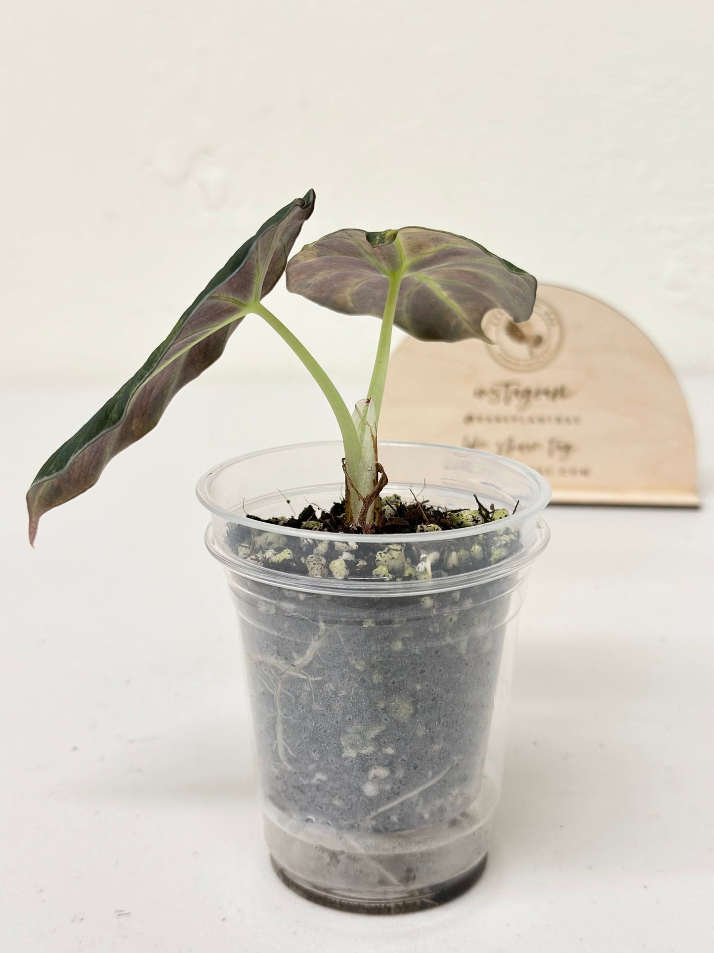 Alocasia Black Velvet Variegated - aurea