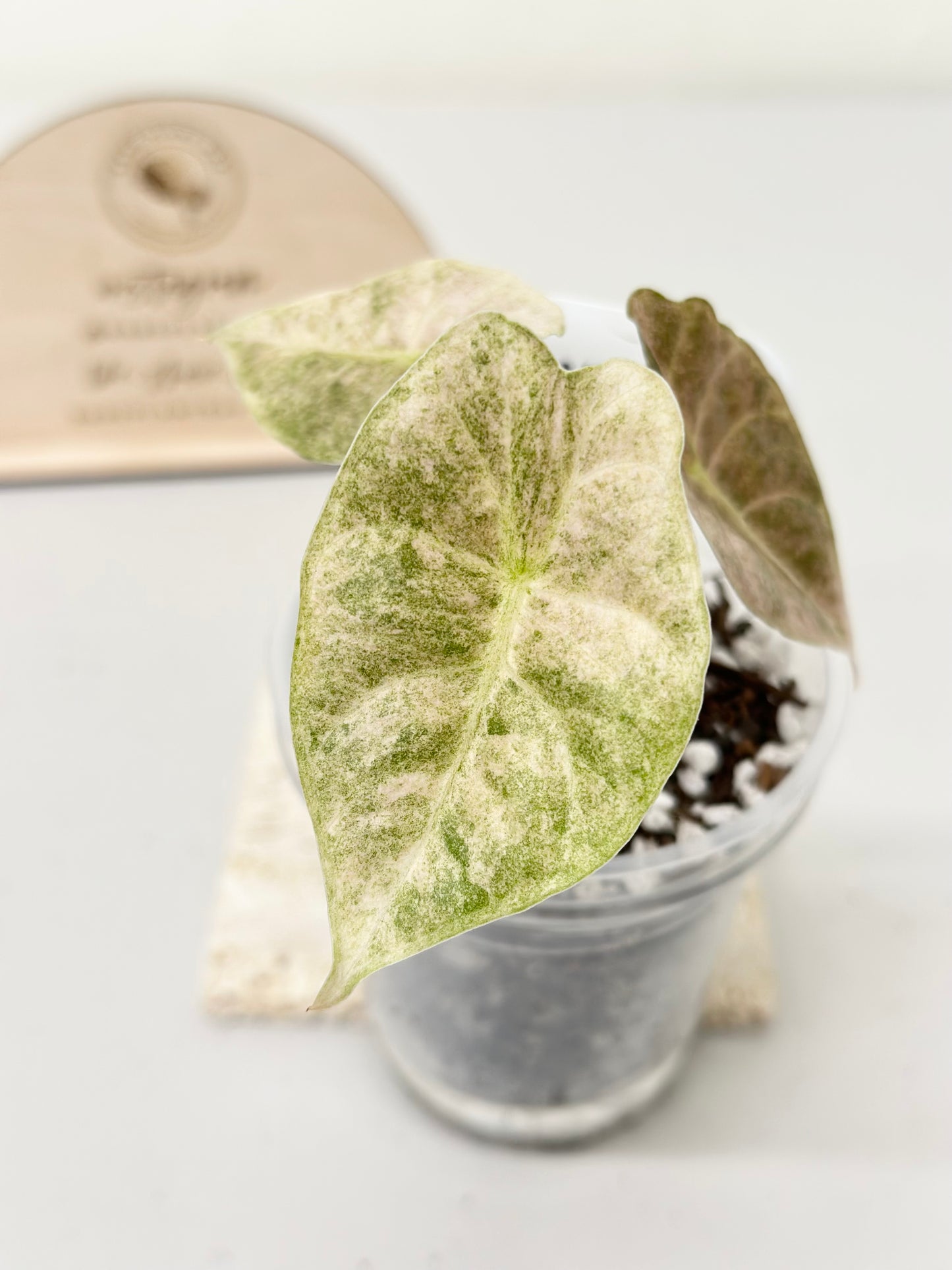 Alocasia Golden Bone variegated - pink mint (W2)