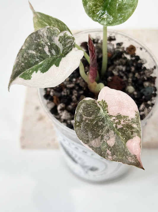 Alocasia Cuprea Variegated - pink marble