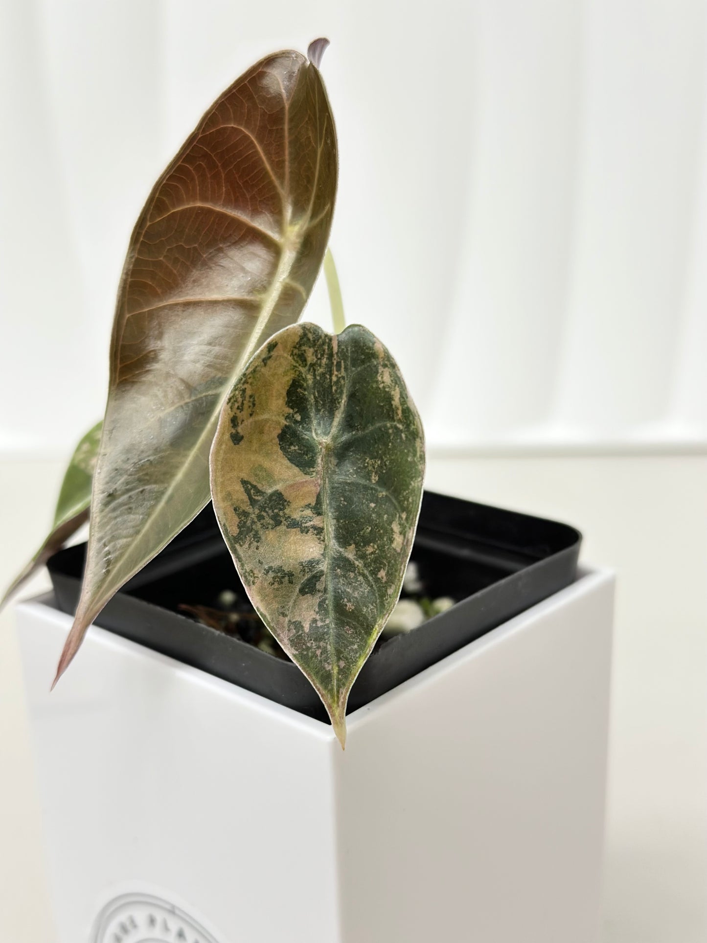 Alocasia Sedenii variegated - aurea