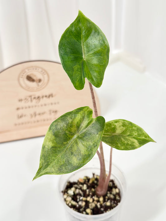Alocasia Pink Dragon variegated - aurea