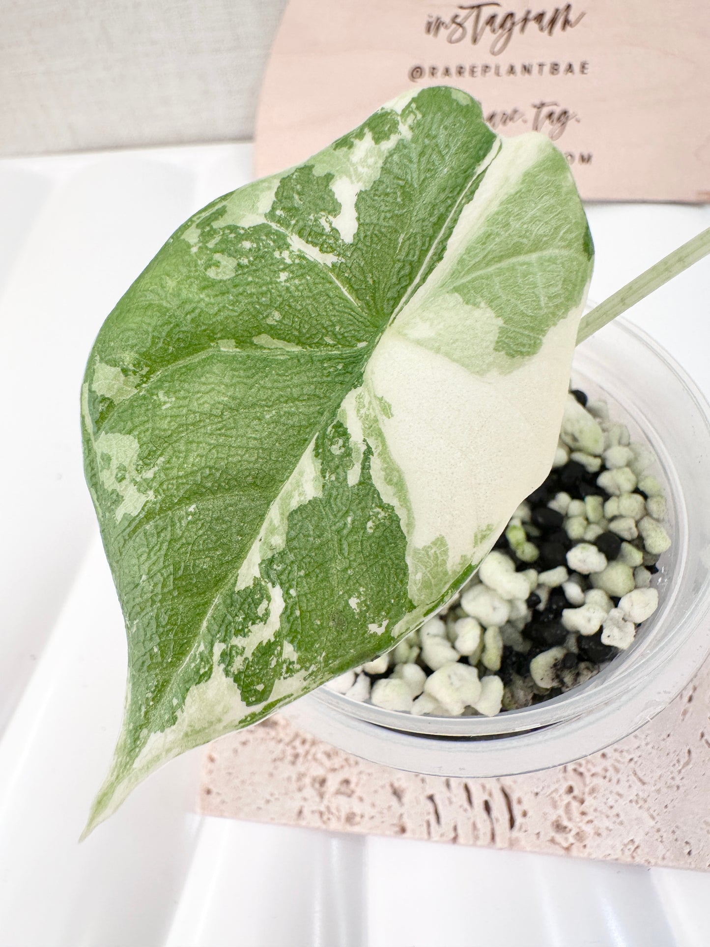 Alocasia Melo variegated - albo