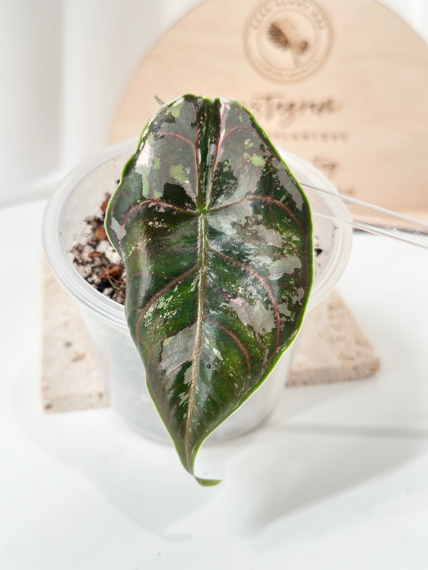 Alocasia Azlanii variegated - albo/pink