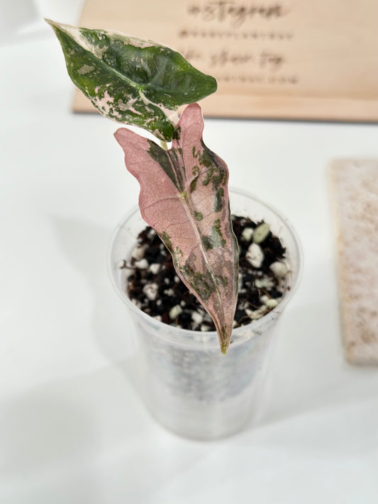 Alocasia Sanderiana "Nobilis K" Variegated - pink