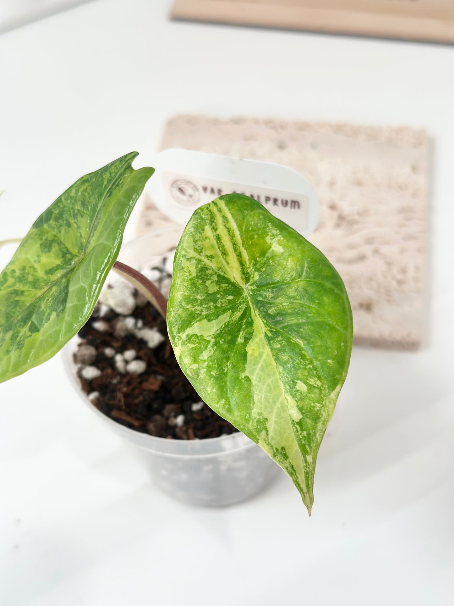 Alocasia Scalprum variegated - aurea