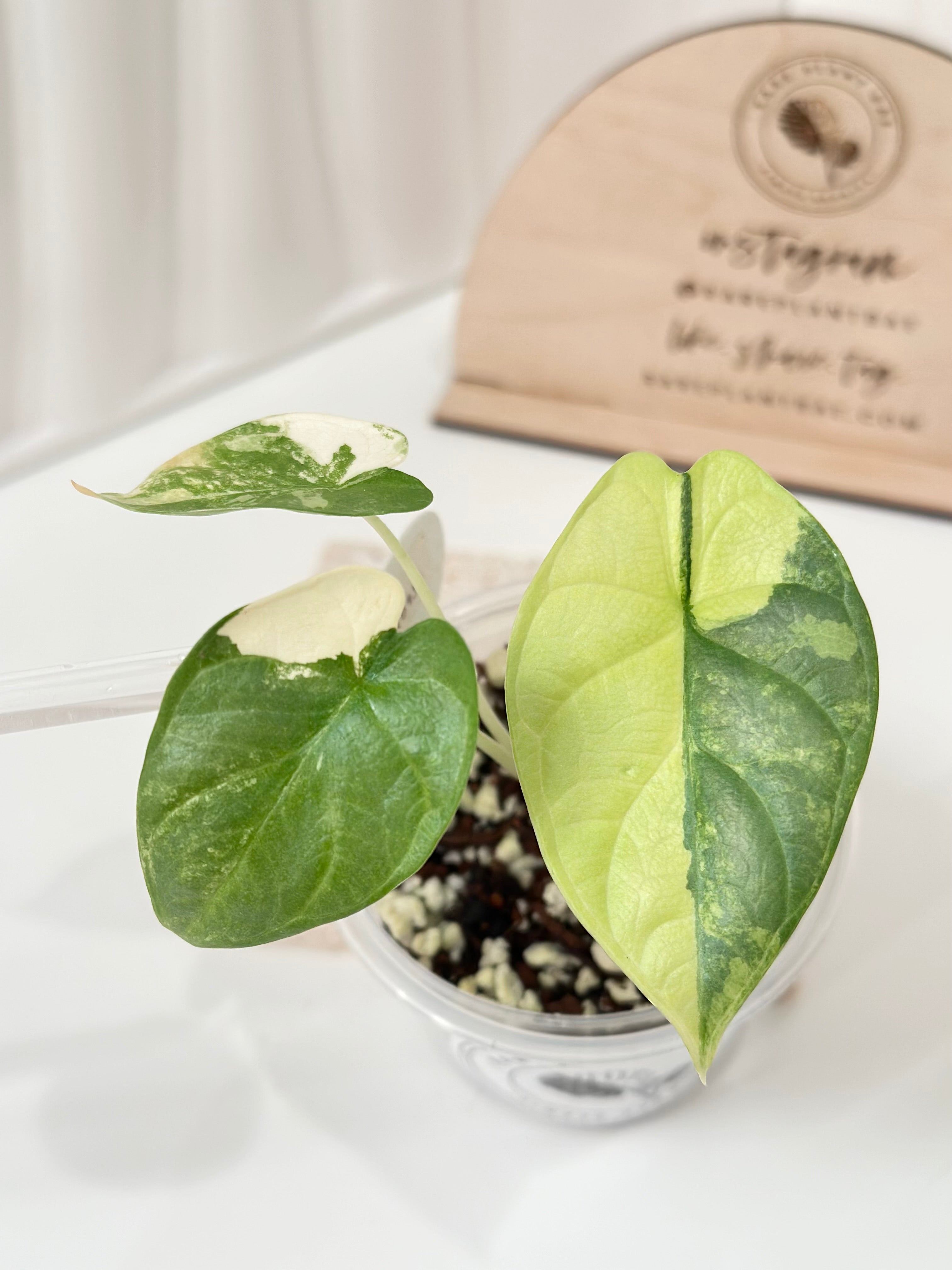 Alocasia Silver Dragon Variegated - aurea – Rare Plant Bae