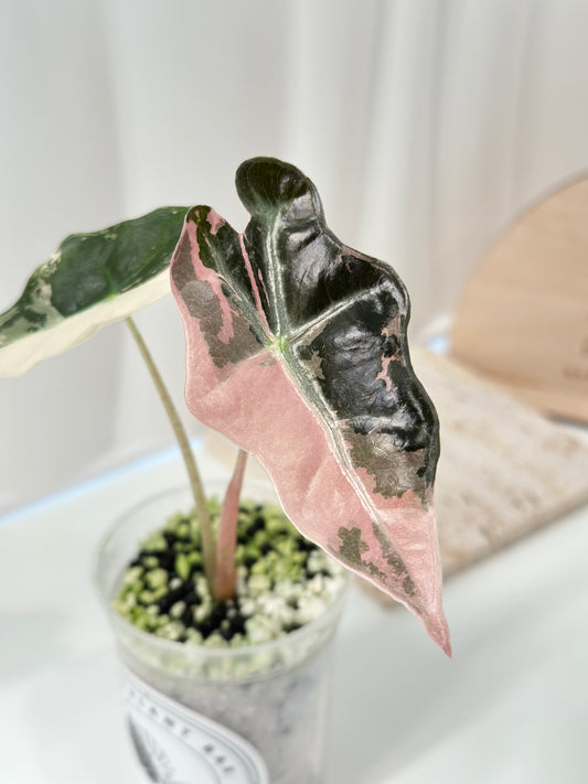 Alocasia Sanderiana "Nobilis K" Variegated - pink