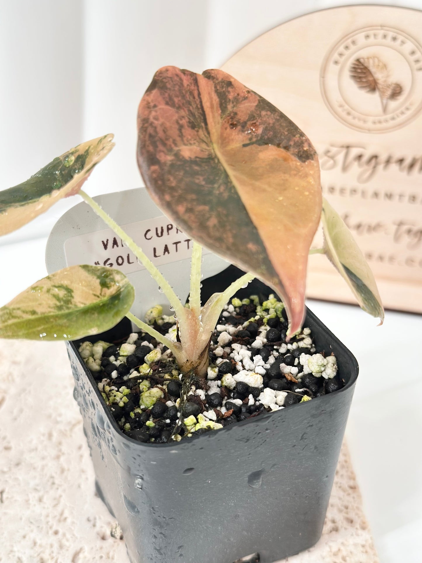 Alocasia Cuprea variegated - "gold latte"/ aurea