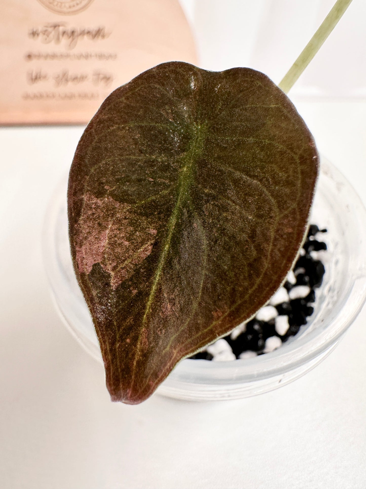 Alocasia Cuprea Variegated - Pink/Mint