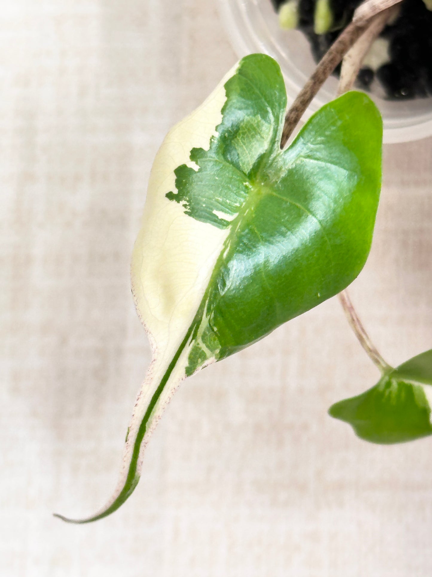 Alocasia Stingray variegated - albo