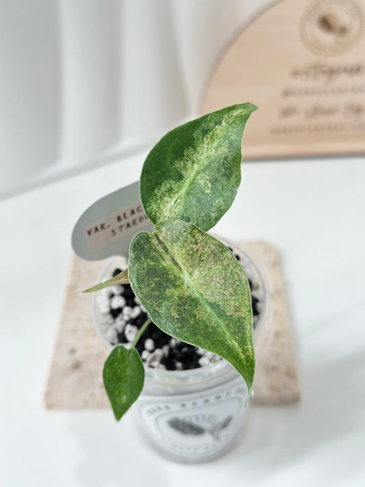 Alocasia Black Satun Variegated - Stardust