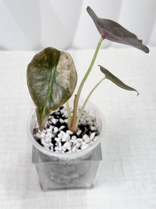 Alocasia Cuprea Variegated - Pink/Mint