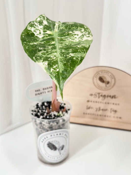 Alocasia Nairobi Night variegated - albo
