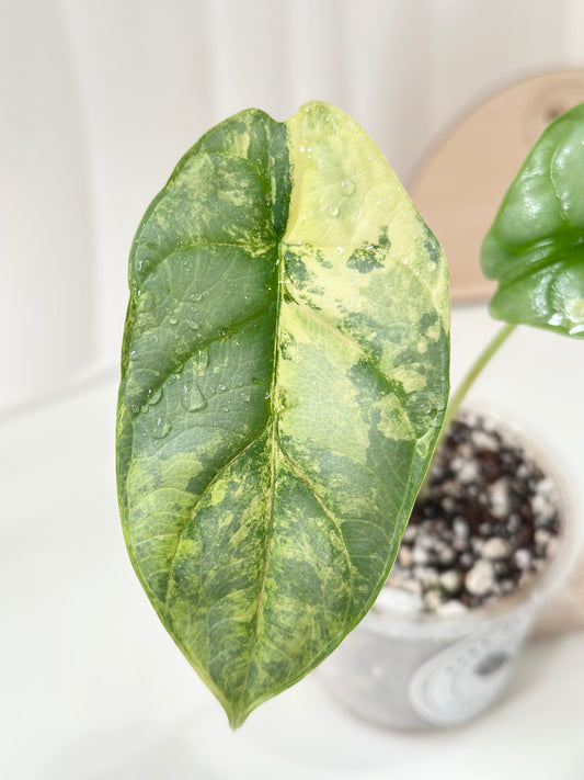 Alocasia Silver Dragon Variegated - aurea