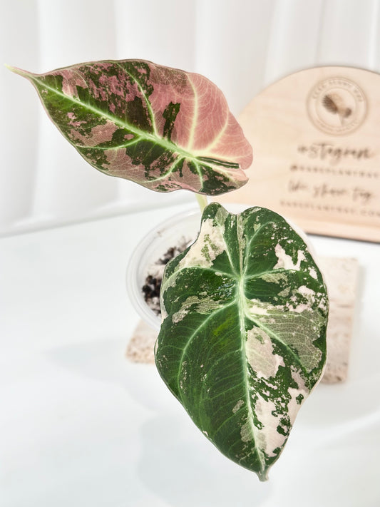 Alocasia Black Velvet Variegated - pink/albo