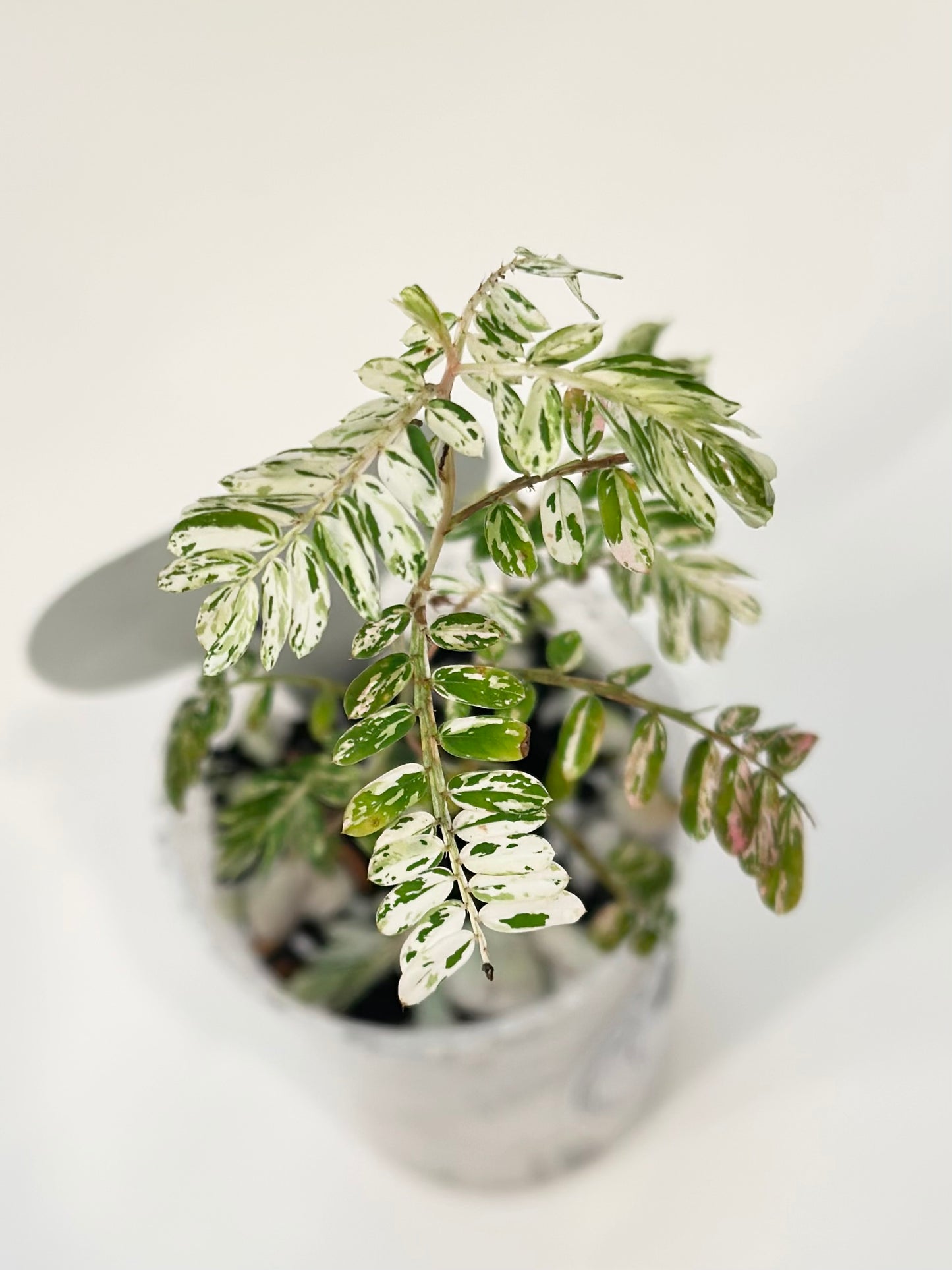 Phyllanthus Urinaria variegated - pink (A19)