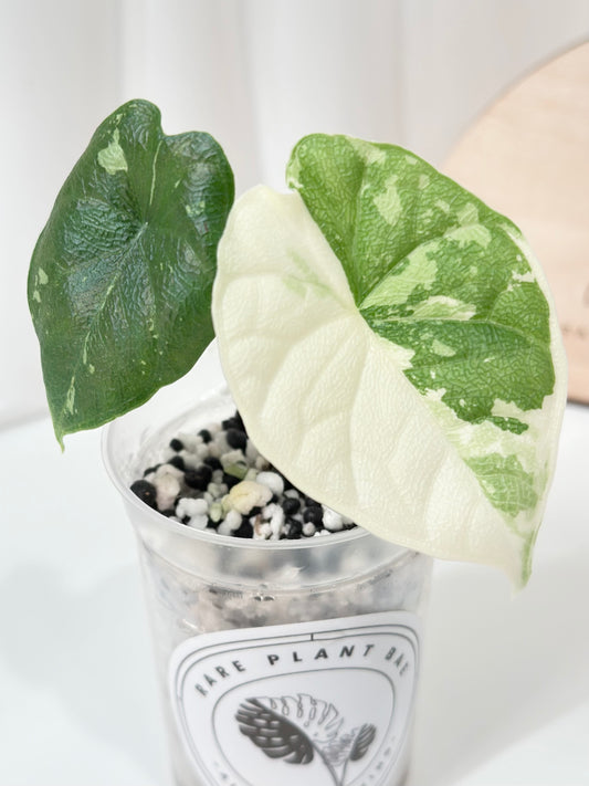 Alocasia Melo variegated - albo